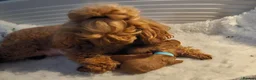 Toy Poodle dogs for sale: Stunning red toy poodle puppies - Advert 1