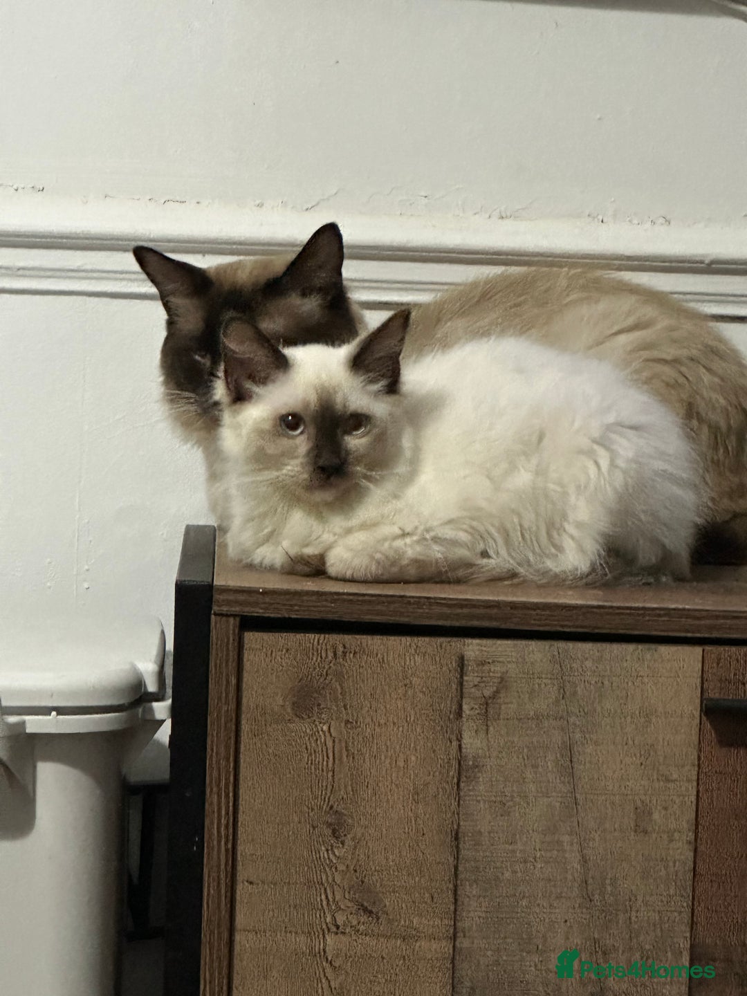 Ragdoll cats for sale: Beautiful ragdoll - Image 6