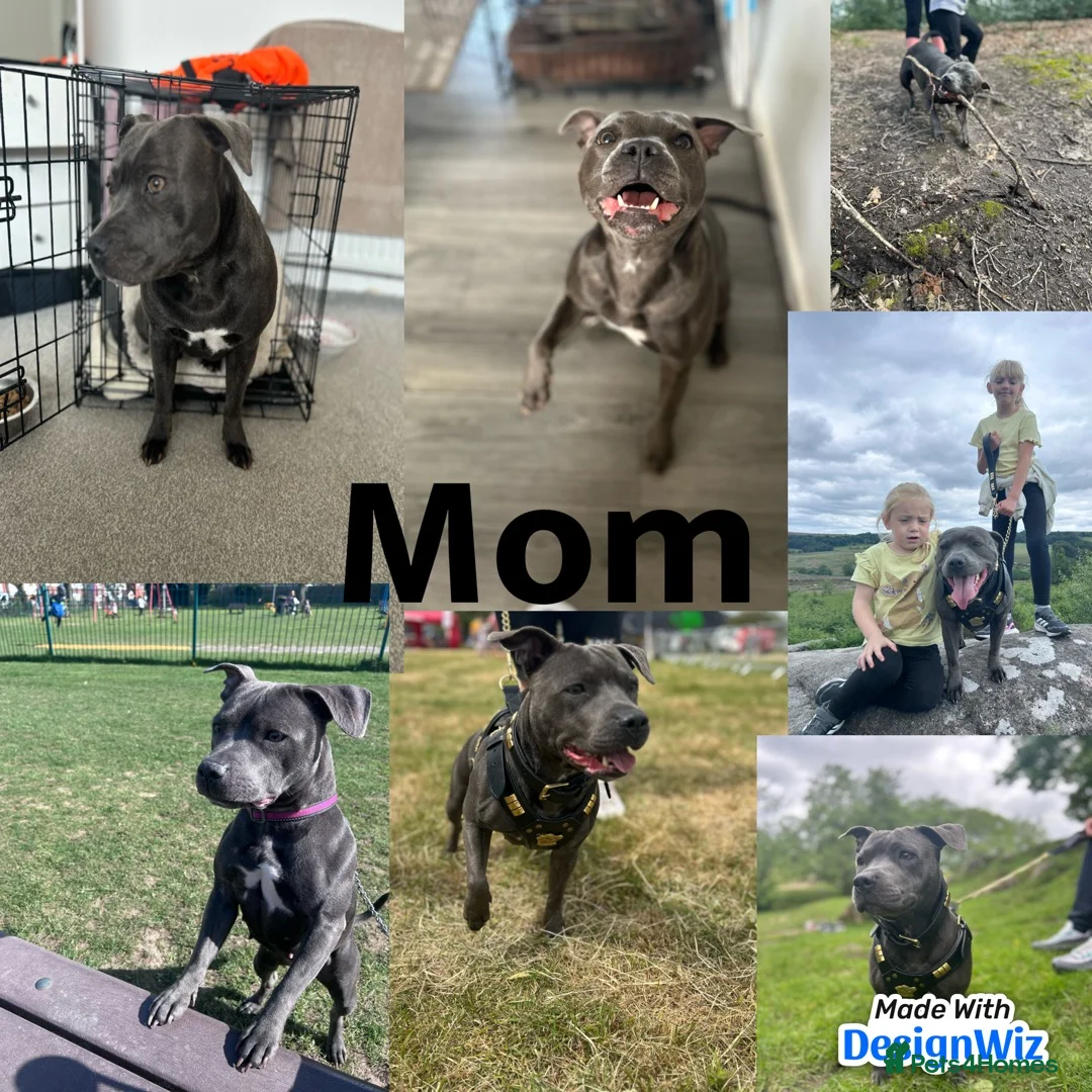 Staffordshire Bull Terrier dogs for sale: Litter of 7 kc registered staffys in Tamworth - Advert 2