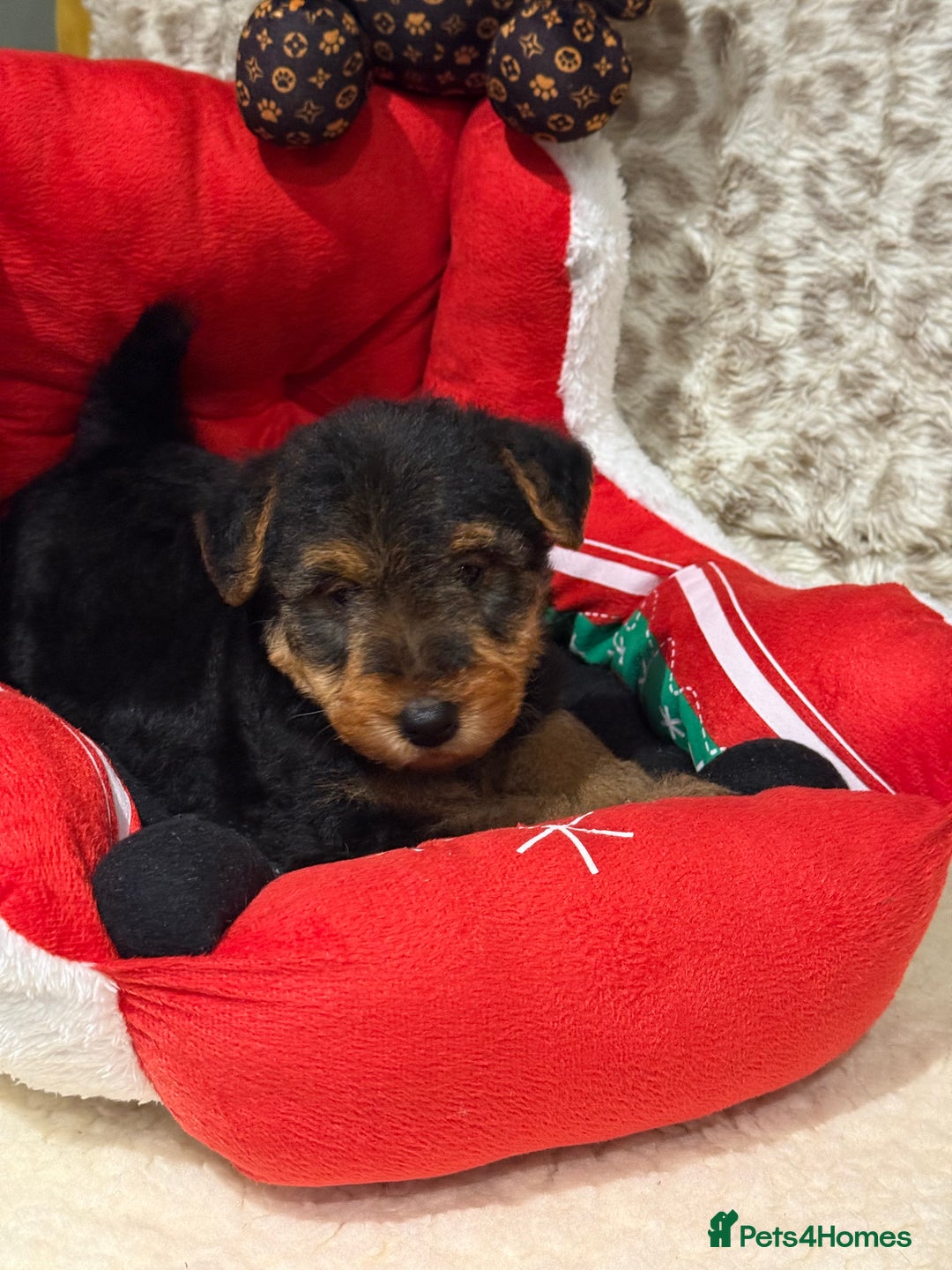 Mixed Breed dogs for sale: Airedale puppies  - Advert 18