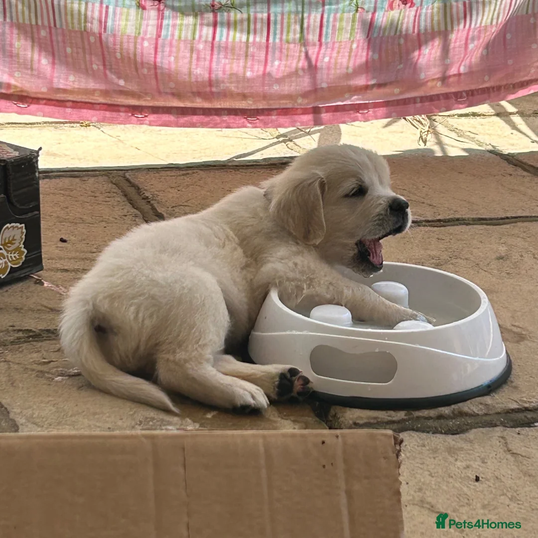 Golden Retriever dogs for sale: 1 Handsome Cream Golden Retriever Boy - Advert 1