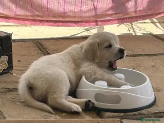 Golden Retriever dogs 1 Handsome Cream Golden Retriever Boy - Advert 16