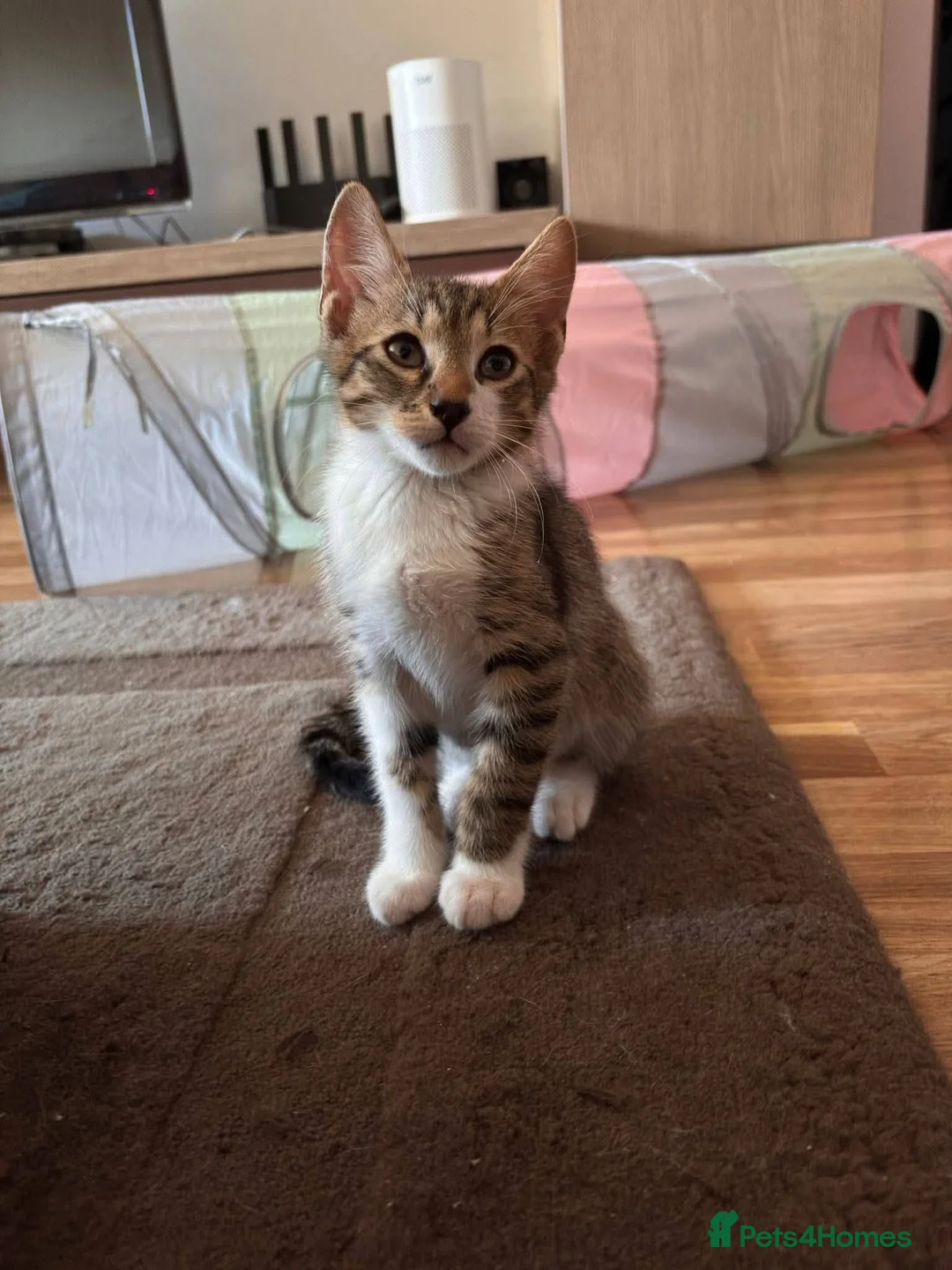 Mixed Breed cats for adoption: Doru for adoption in Kidlington - Advert 2