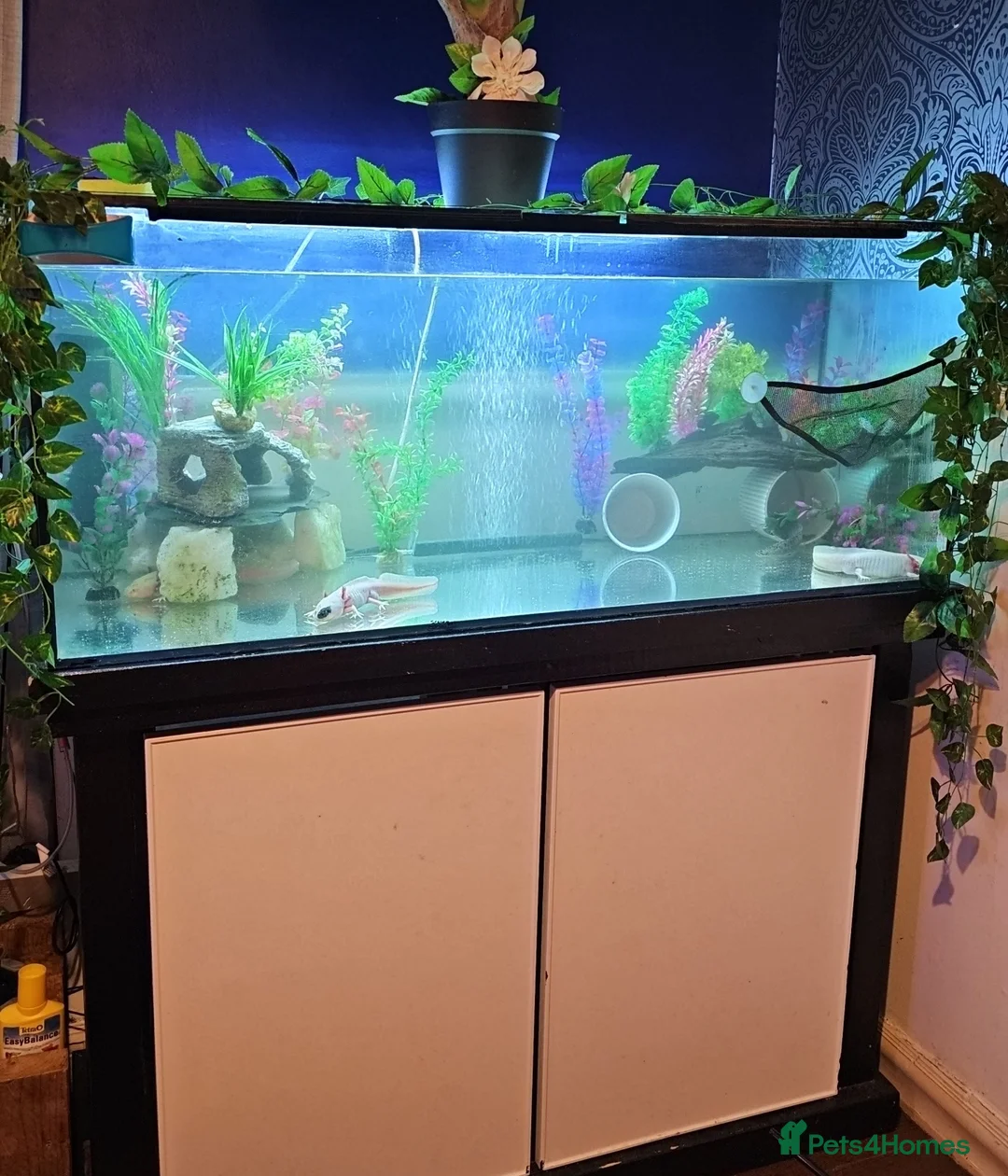 Axolotl reptiles for sale: 4 Axolotls - Advert 9