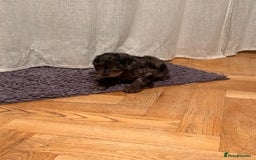 Cockapoo dogs for sale: Fb2 miniature cockapoo - Advert 31