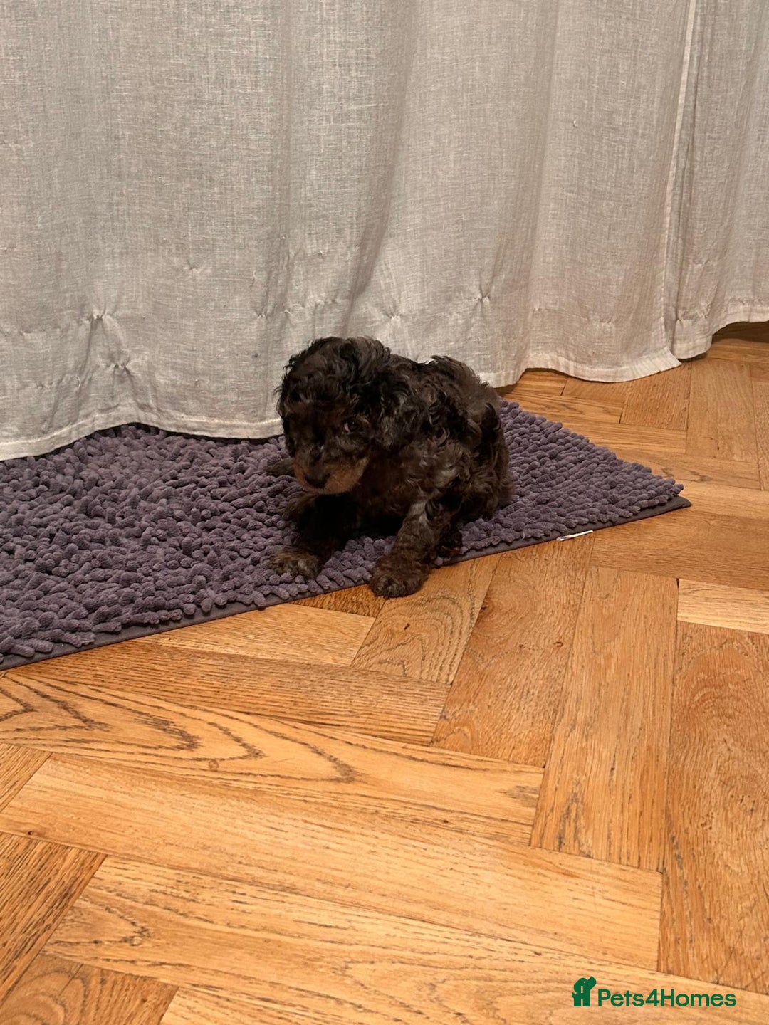 Cockapoo dogs for sale: Fb2 miniature cockapoo - Advert 31