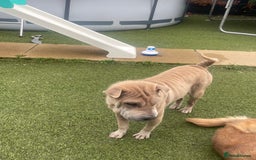 Shar Pei dogs for sale: Kc reg female Shar pei for sale  - Image 6