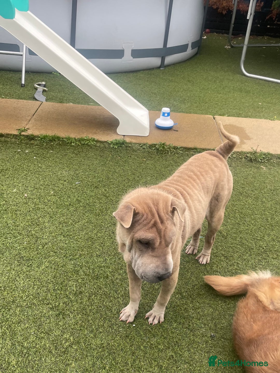 Shar Pei dogs for sale: Kc reg female Shar pei for sale  - Image 6