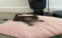 Maine Coon cats for sale: Adorable Tabby Kittens Looking for New Homes 🐾💕” - Image 2