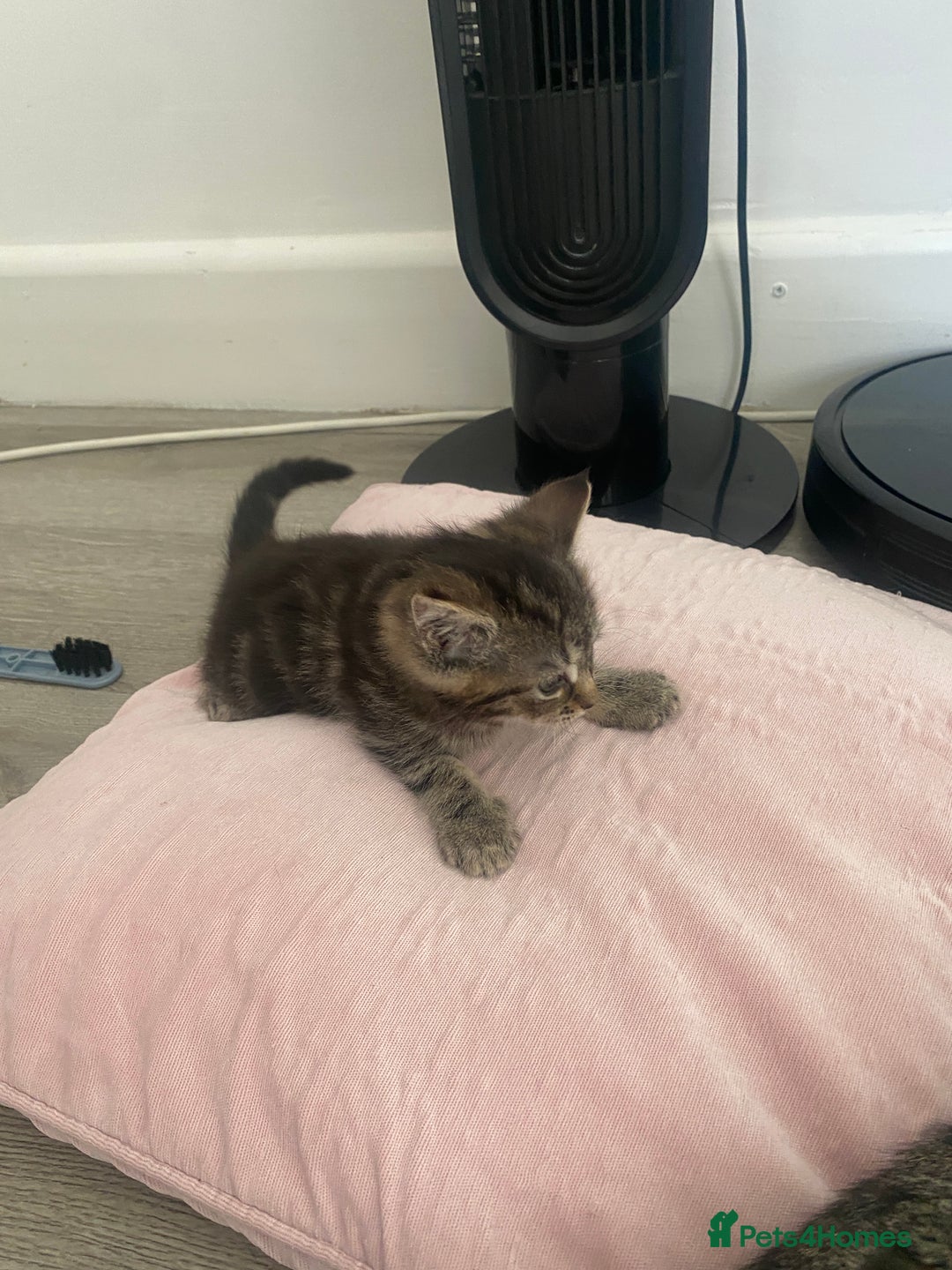 Maine Coon cats for sale: Adorable Tabby Kittens Looking for New Homes 🐾💕” - Image 2