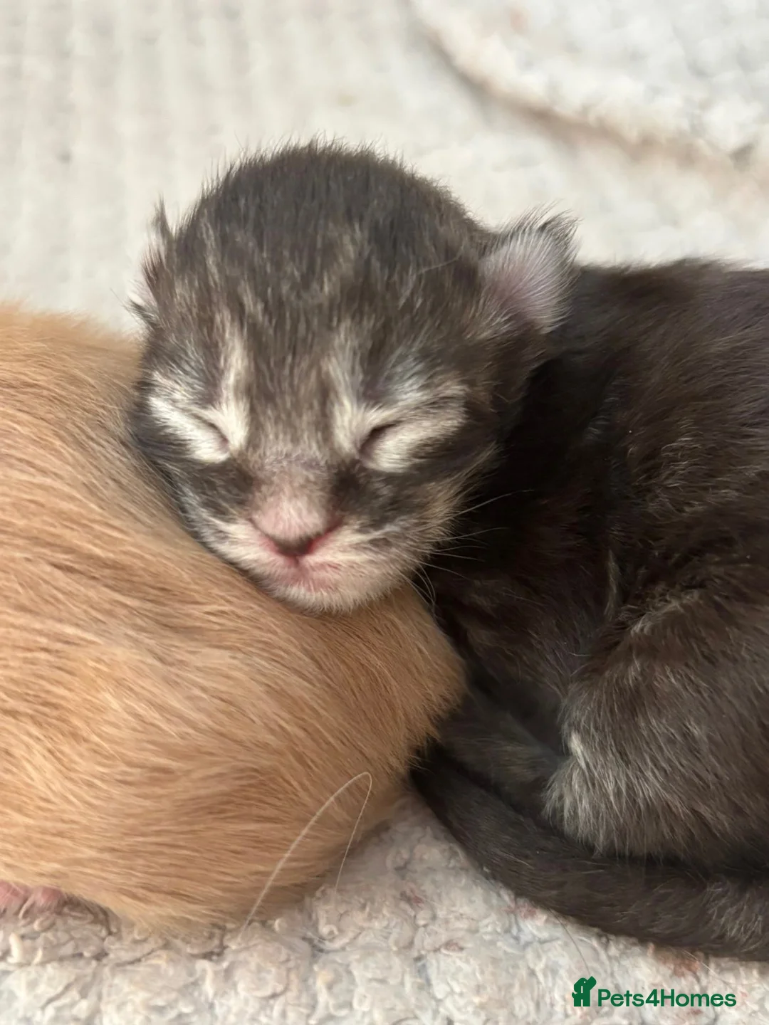 Maine Coon cats for sale: Register Maine Coon Kittens  - Advert 2