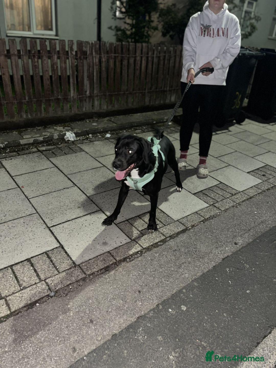 Mixed Breed dogs Black & White Labrador X Rottweiler   - Advert 1