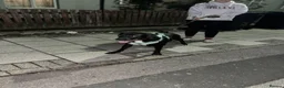 Mixed Breed dogs for sale: Black & White Labrador X Rottweiler   in Birmingham - Advert 1