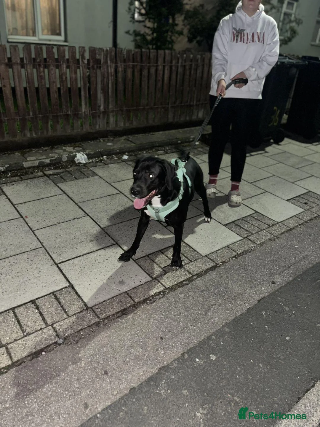Mixed Breed dogs for sale: Black & White Labrador X Rottweiler   in Birmingham - Advert 1