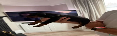 Dobermann 5