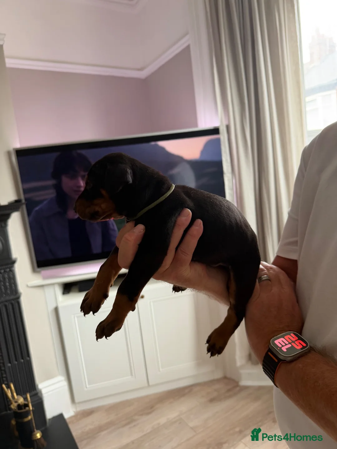 Dobermann dogs for sale: Doberman puppies boys only - Advert 14
