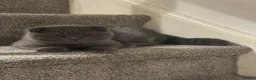 Scottish Fold cats for sale: 3 Beautiful Purebred Scottish Fold Male Kittens - Advert 14