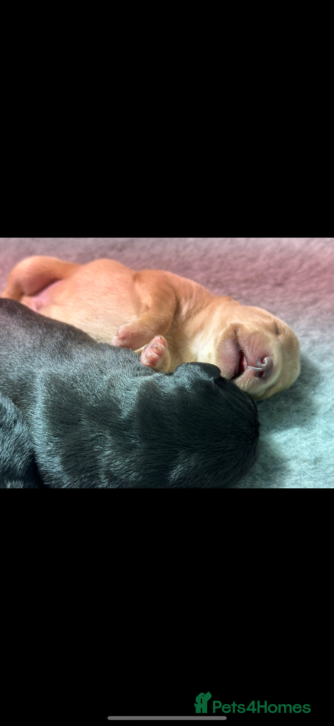 Cockerdor dogs for sale: Beautiful Back and Red Cockerdors  - Advert 3