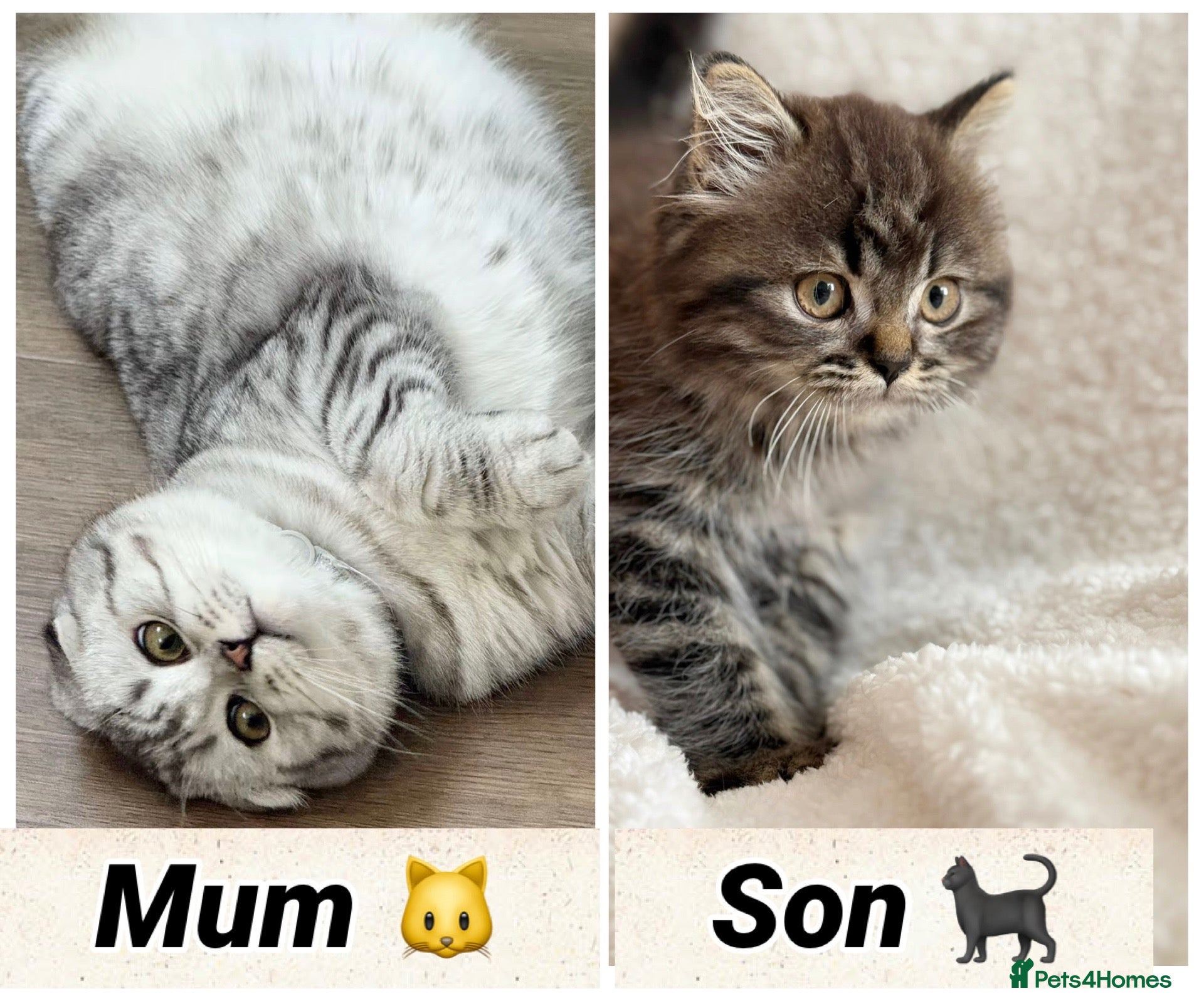 Mixed Breed cats Scottish fold  - Advert 14