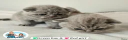 British Shorthair cats for sale: 3 Beautiful Lilac British short hair kittens  - Advert 19