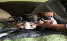 Jack Russell dogs for sale: Jack Russell puppies  - Image 3