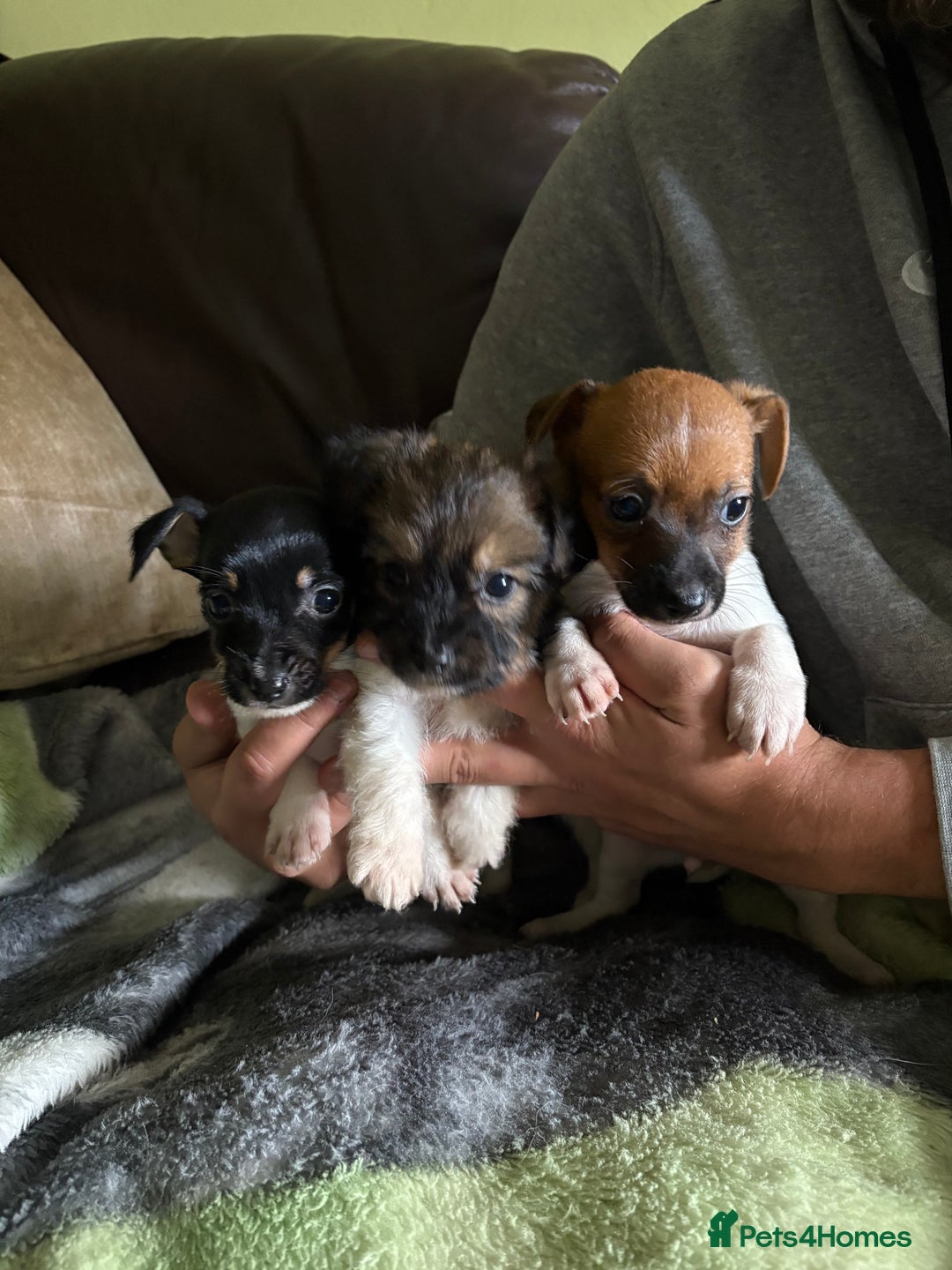 Jack Russell dogs for sale: Jack Russell puppies  - Image 3
