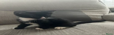 Domestic Shorthair 1
