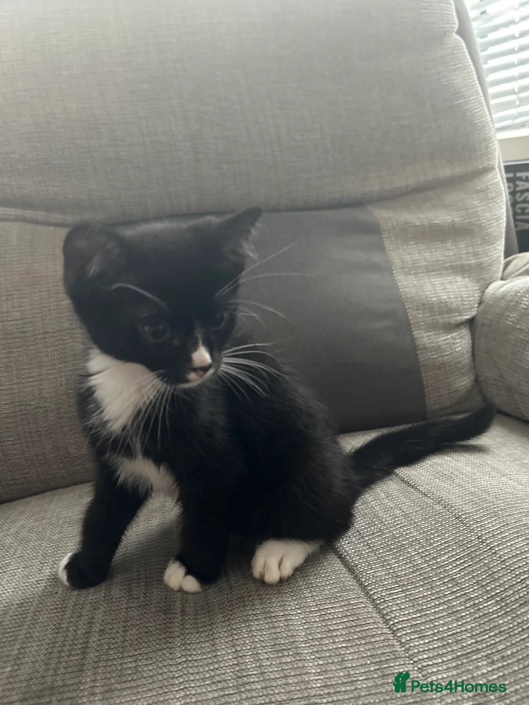Domestic Shorthair cats for sale: 3 kittens for sale £50 each 10 weeks old in Birmingham - Advert 4