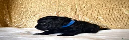 Miniature Poodle dogs for sale: 🌟Stunning Mini Poodles🌟CHAMPION LINES, DNA CLEAR - Advert 2