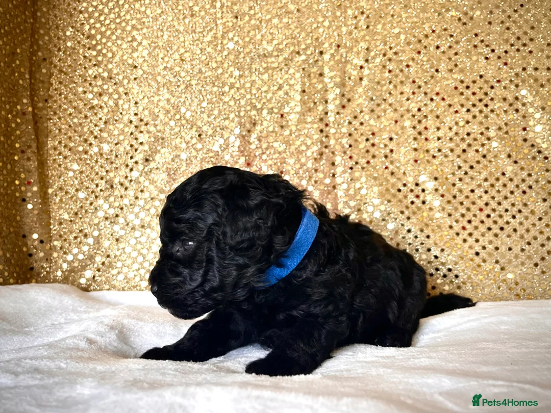 Miniature Poodle dogs for sale: 🌟Stunning Mini Poodles🌟CHAMPION LINES, DNA CLEAR - Advert 2
