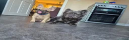 French Bulldog dogs for stud: Visual blue fluffy frenchie for stud  - Advert 3