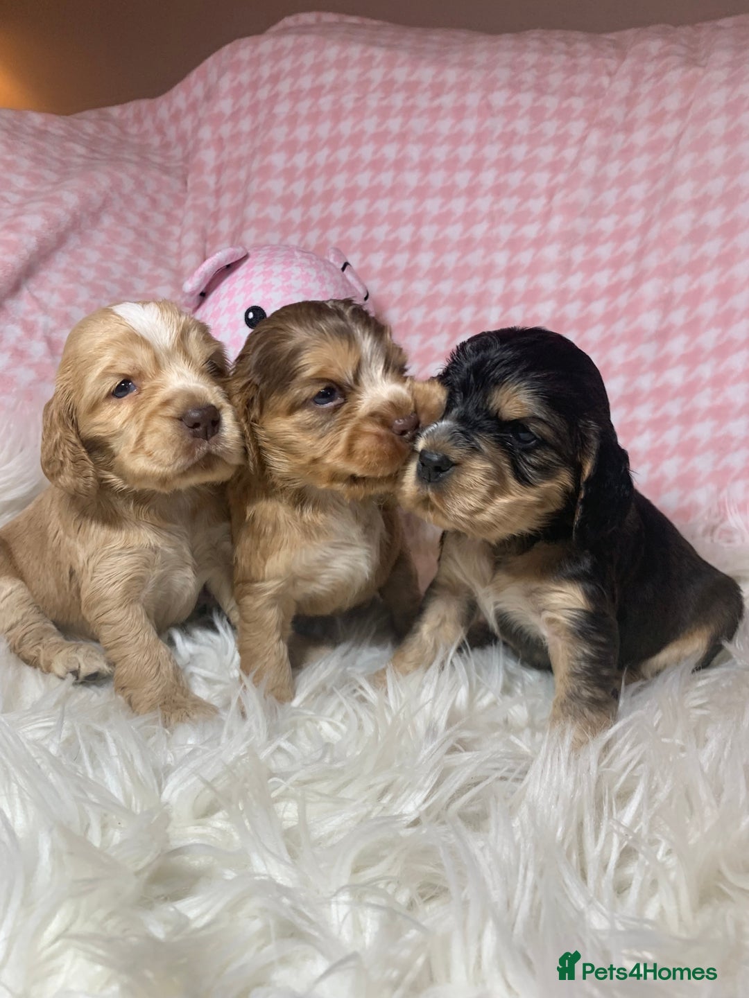 Cocker Spaniel dogs for sale: Show type cocker spaniel puppy’s PRA Clear  - Advert 7