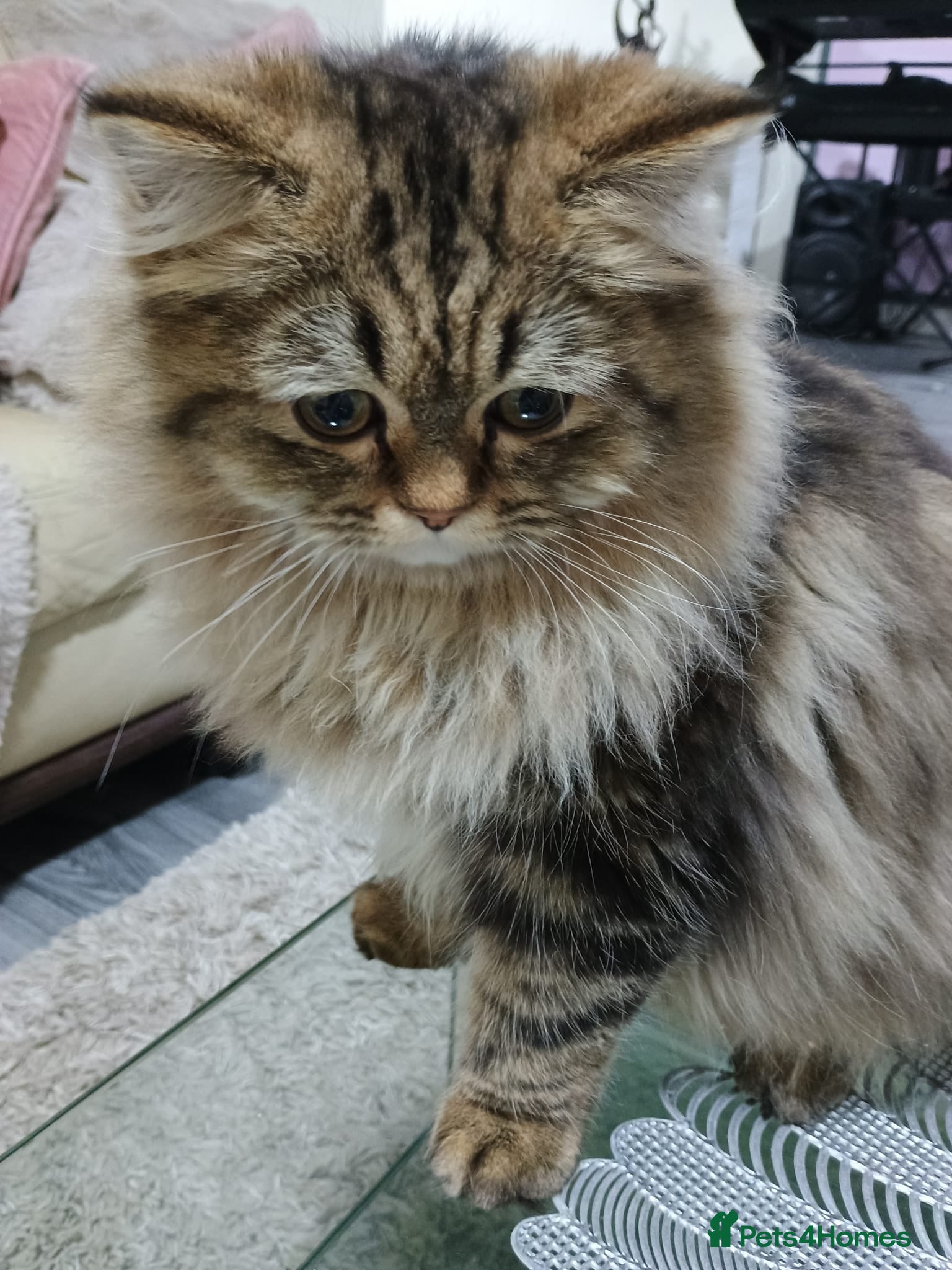 Persian cats Persian Male Cat for Stud - Advert 2