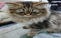 Persian cats for stud: Persian Male Cat for Stud - Image 1
