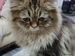 Persian cats for stud - Advert 1