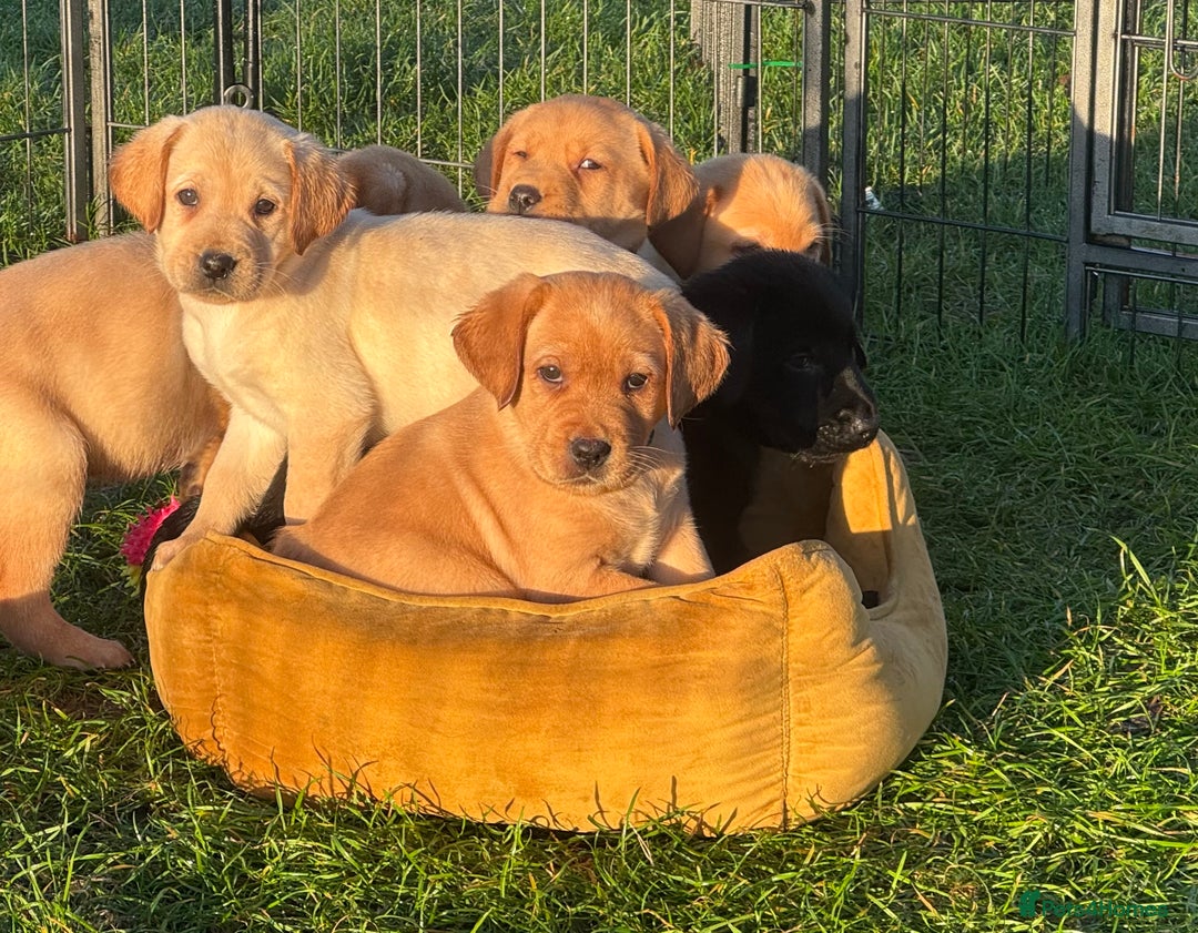 Labrador Retriever dogs for stud: Proven KC Reg Labrador health tested stud in Olney - Advert 34