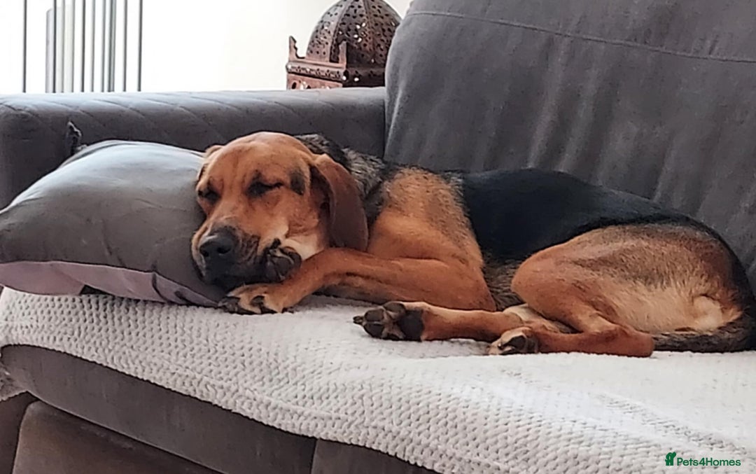 Mixed Breed dogs for adoption: Ruby is looking for her forever home - Image 6