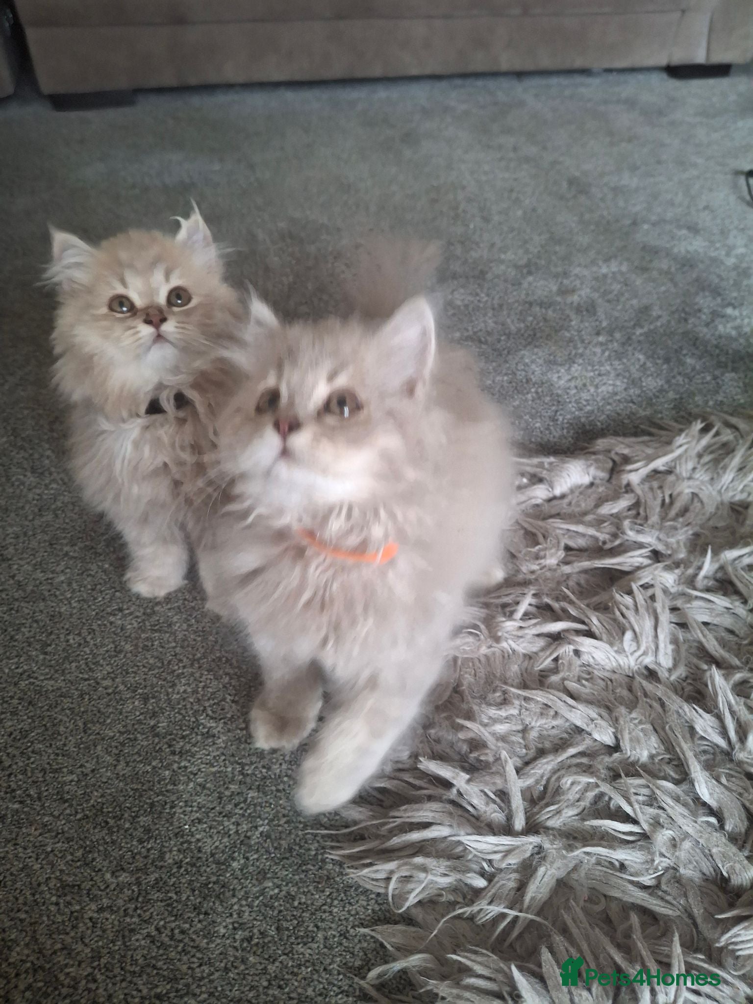 British Longhair cats for sale: Pure British Long Haired Kittens for sale. - Advert 1