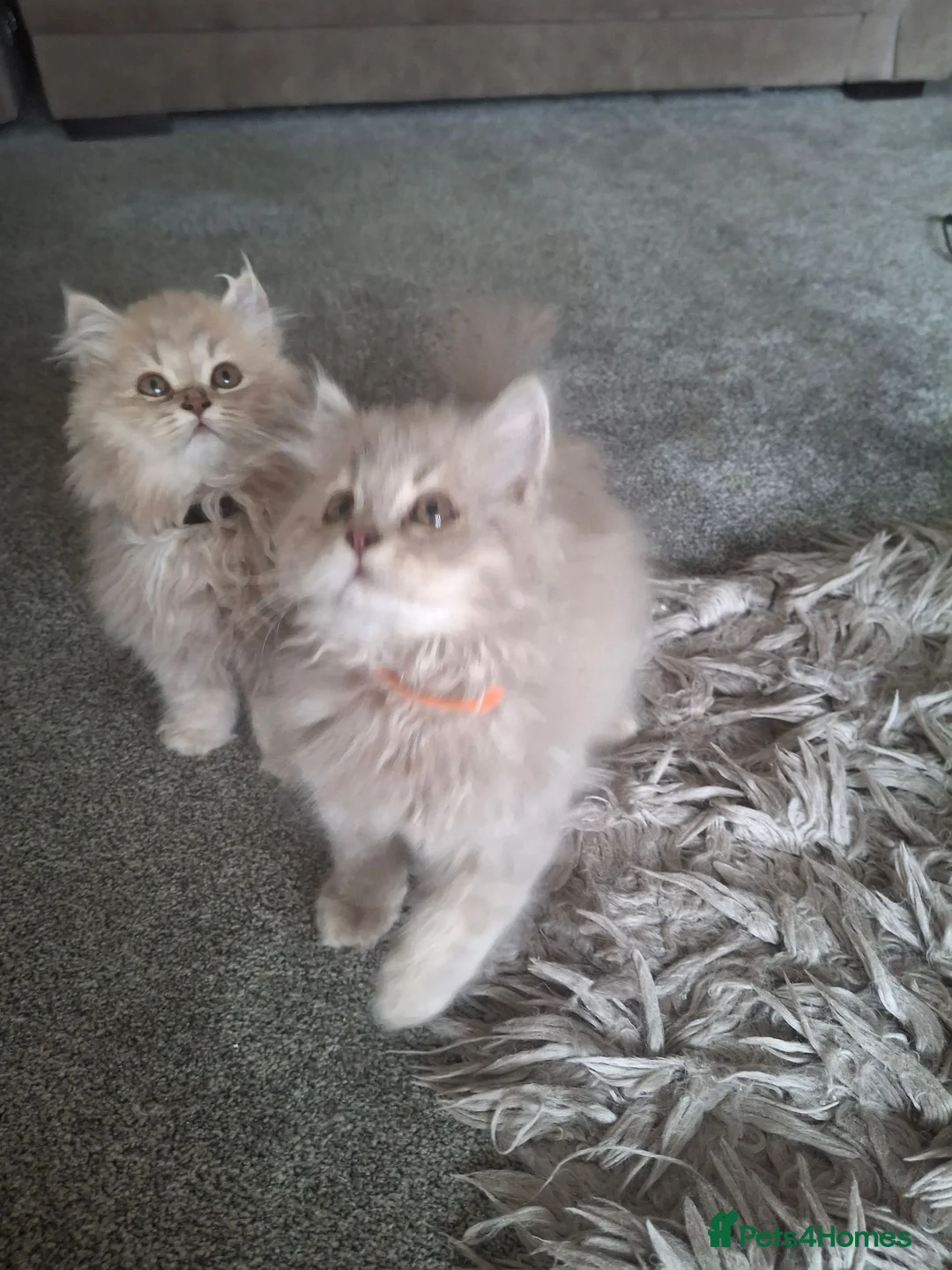 British Longhair cats for sale: Pure British Long Haired Kittwens for sale. - Advert 1