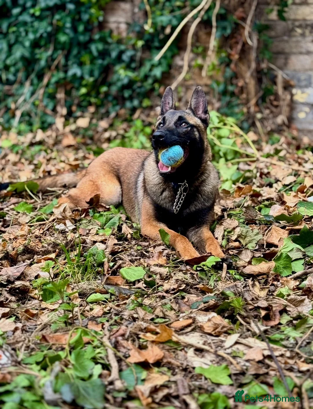 Belgian Shepherd Dog dogs for sale: Belgian Shepard Malinois  - Advert 2