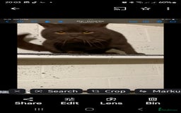 Brazilian Shorthair cats for stud: Chocolate Shorthair  - Image 1