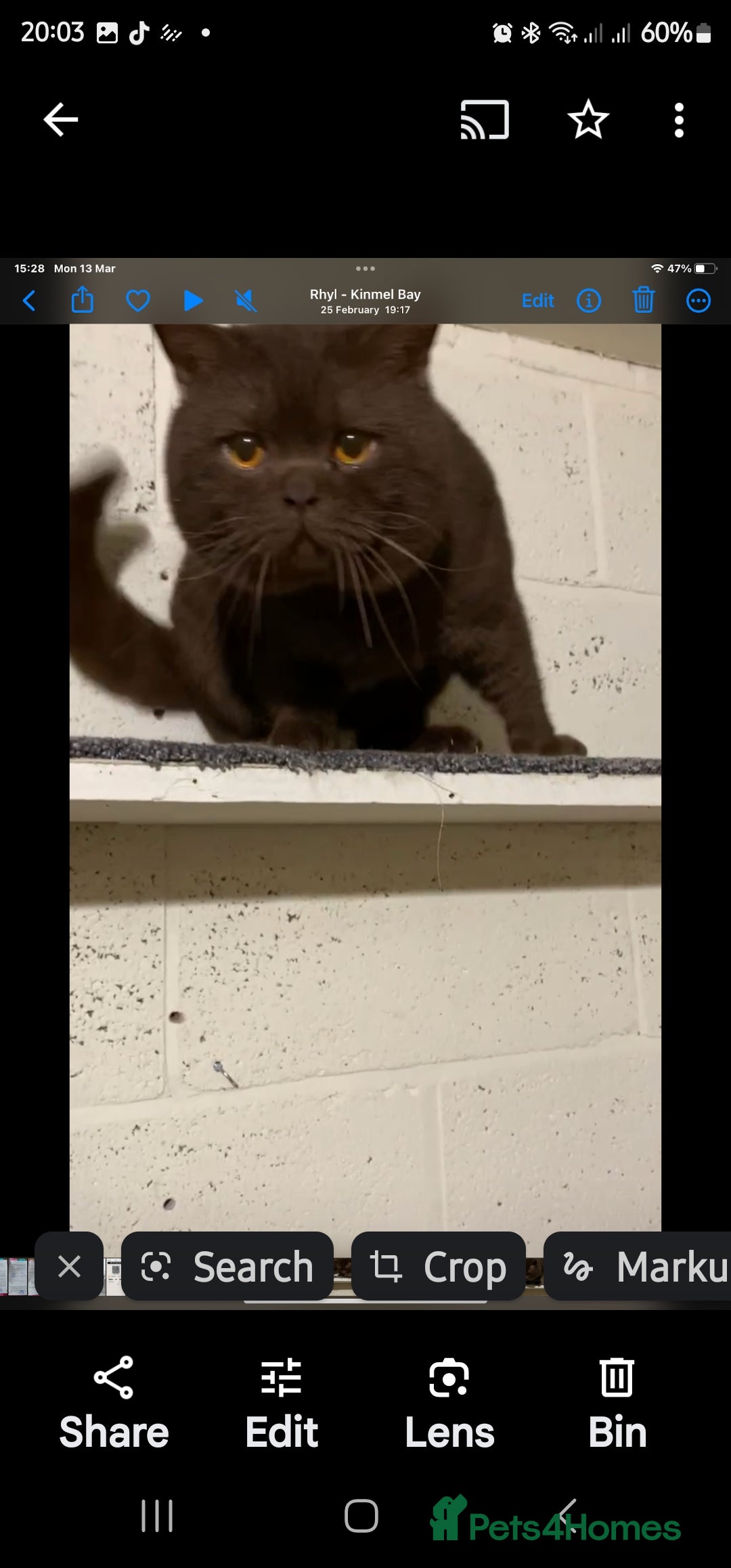 Brazilian Shorthair cats for stud: Chocolate Shorthair  - Image 1