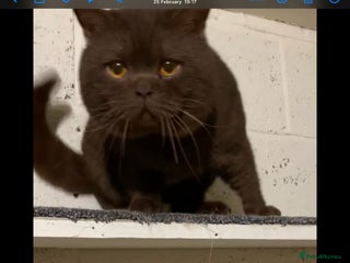 Brazilian Shorthair cats - Advert 2