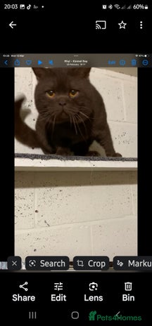 Brazilian Shorthair cats Chocolate Shorthair - Advert 1