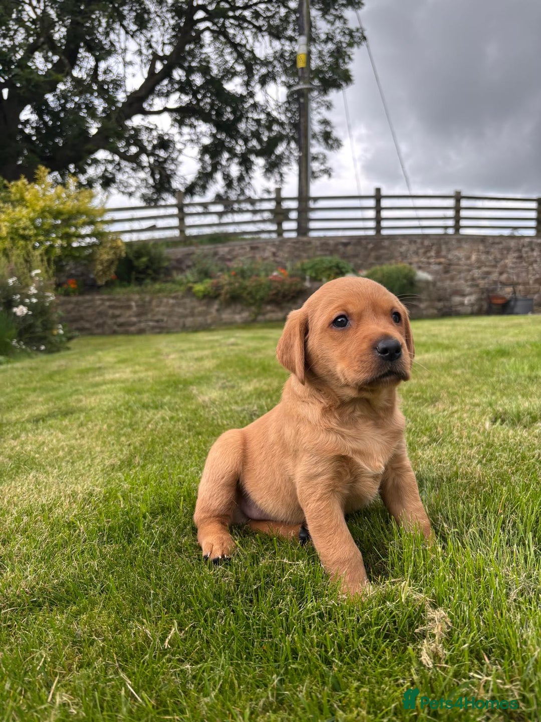 Labrador Retriever dogs for sale: Stunning, KC registered, Fox Red Labrador puppies. - Image 16