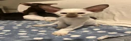 Oriental cats for sale: Exceptional show quality Orientals and Siamese  - Advert 29