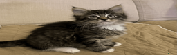 Maine Coon cats for sale: Maine Coon Absolutely Beautiful Kittens For Sale  in London - Advert 22