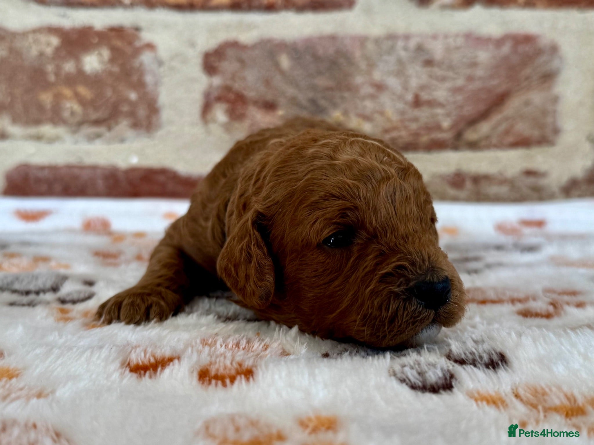 Cavapoo dogs 🐾 F1b male cavapoo 🐾 - Advert 1