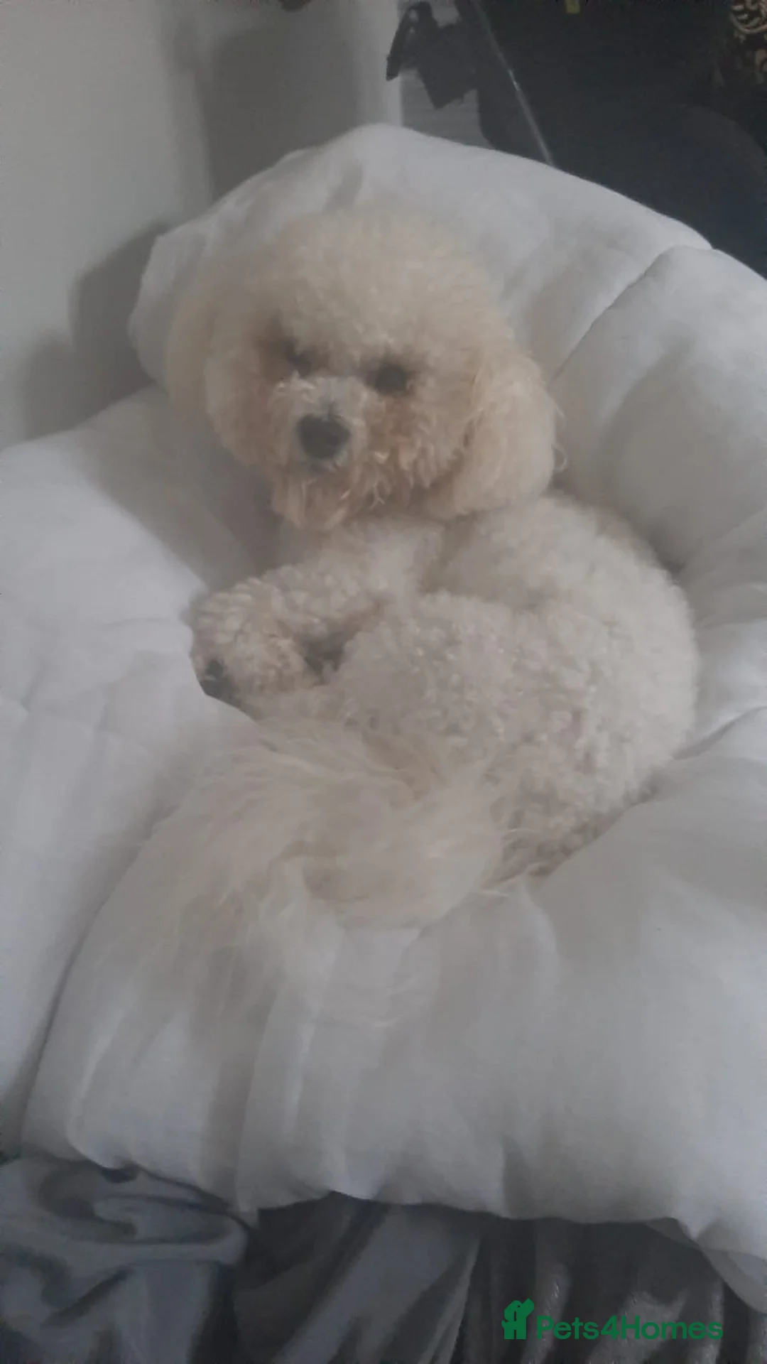 Bichon Frise dogs for stud: Dog for stud  pedigree bichon frise great dog in Newton Stewart - Advert 5