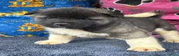 Akita dogs for sale: Beautiful American Akita Puppies - Advert 5